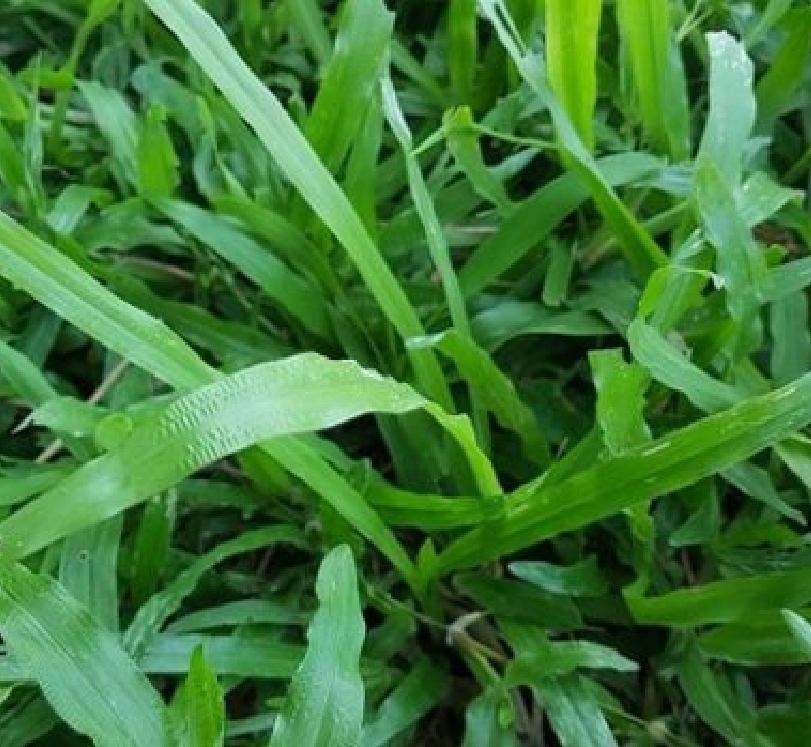 Túi 100 Hạt giống hoa Cỏ lá gừng cỏ lá tre cỏ nuôi gà