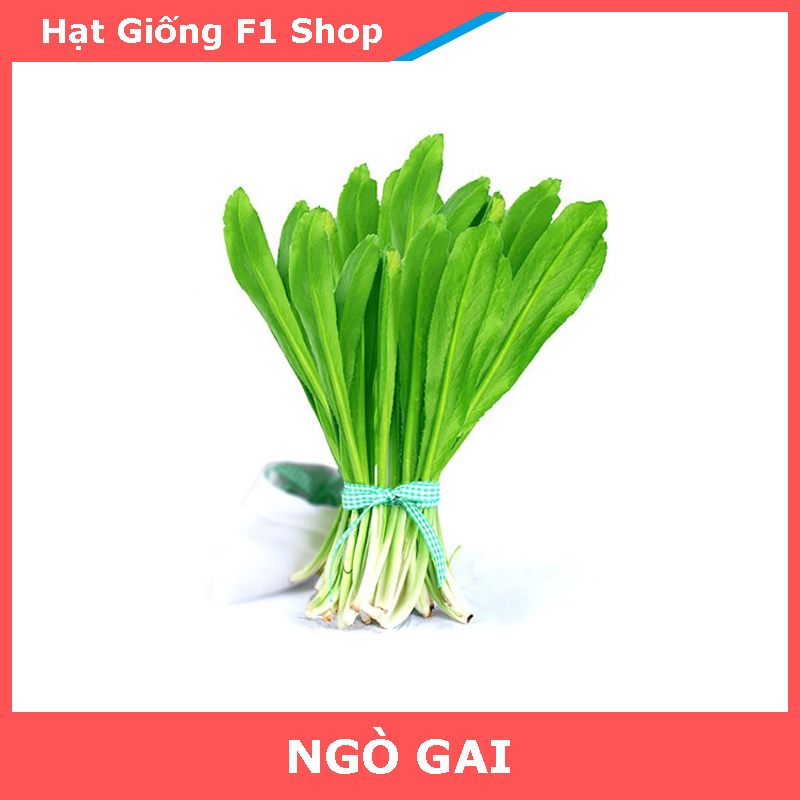 Hạt Giống Rau Ngò Gai Thơm Ngon