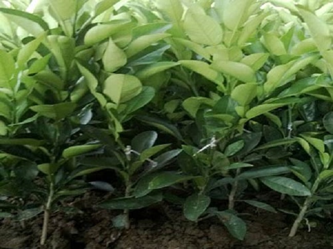 Bưởi da xanh miền nam