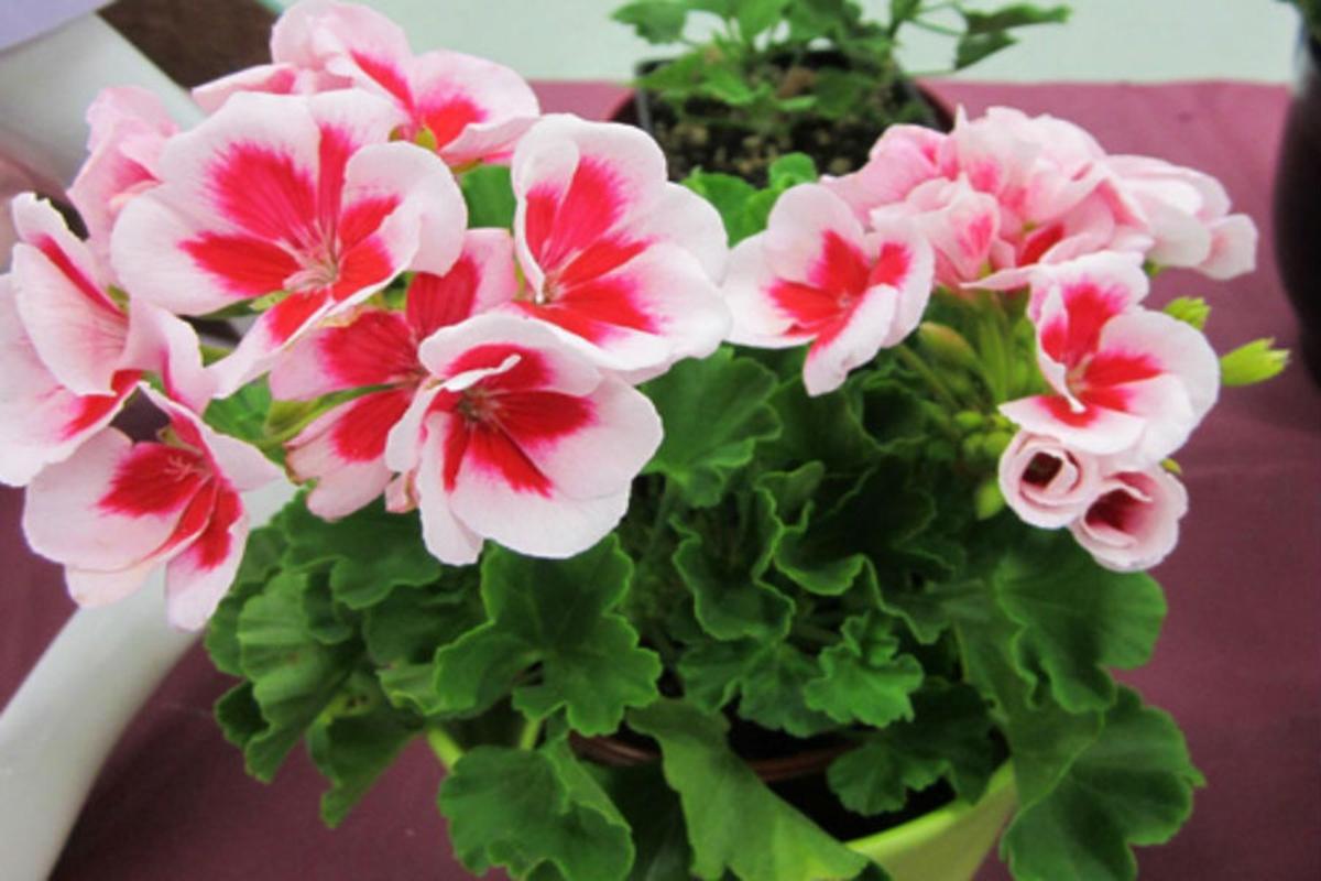 25 Hạt giống hoa Phong lữ thảo
