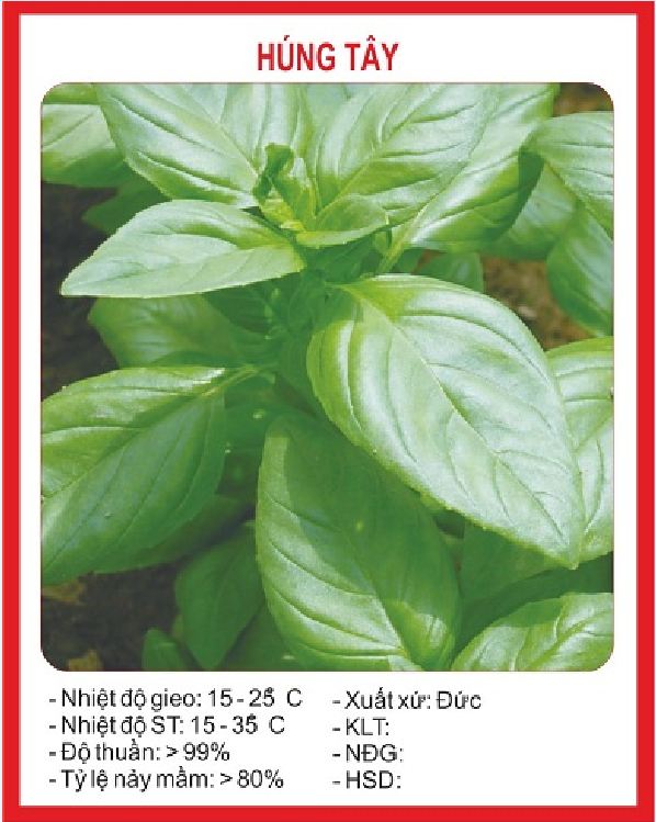 Hạt giống rau húng tây /gói 2 gram