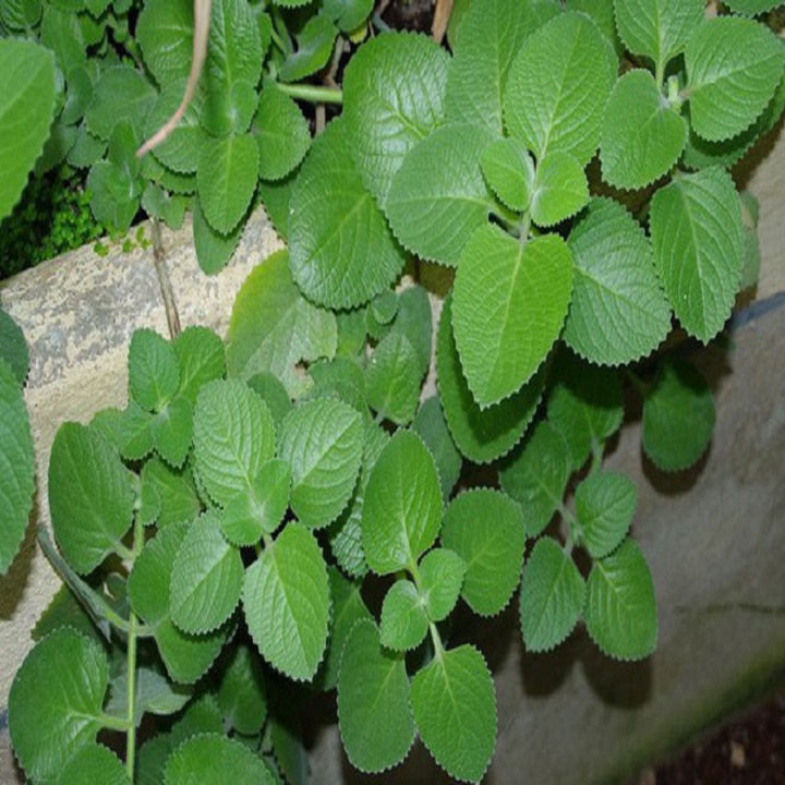 CHẬU CÂY HÚNG CHANH ( CÂY RAU TẦN LÁ DÀY )-DƯỢC LIỆU QUÝ