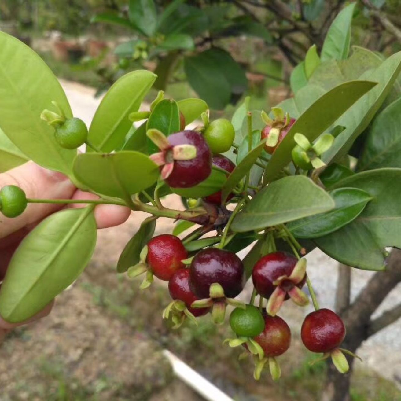 Cây giống Cherry Brazin (chuẩn giống như hình)