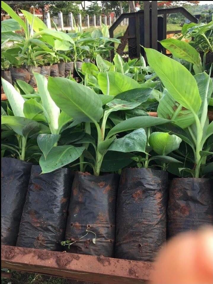 cây giống chuối sáp (chuối lá luộc)