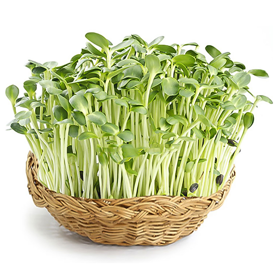 Hạt giống rau mầm (Tân Tây Lan) Thuận Điền gói 20g