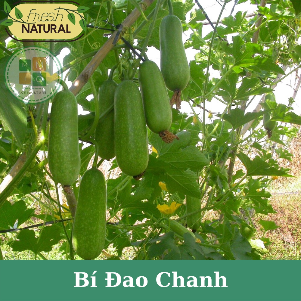 Hạt giống bí đao chanh xanh siêu quả
