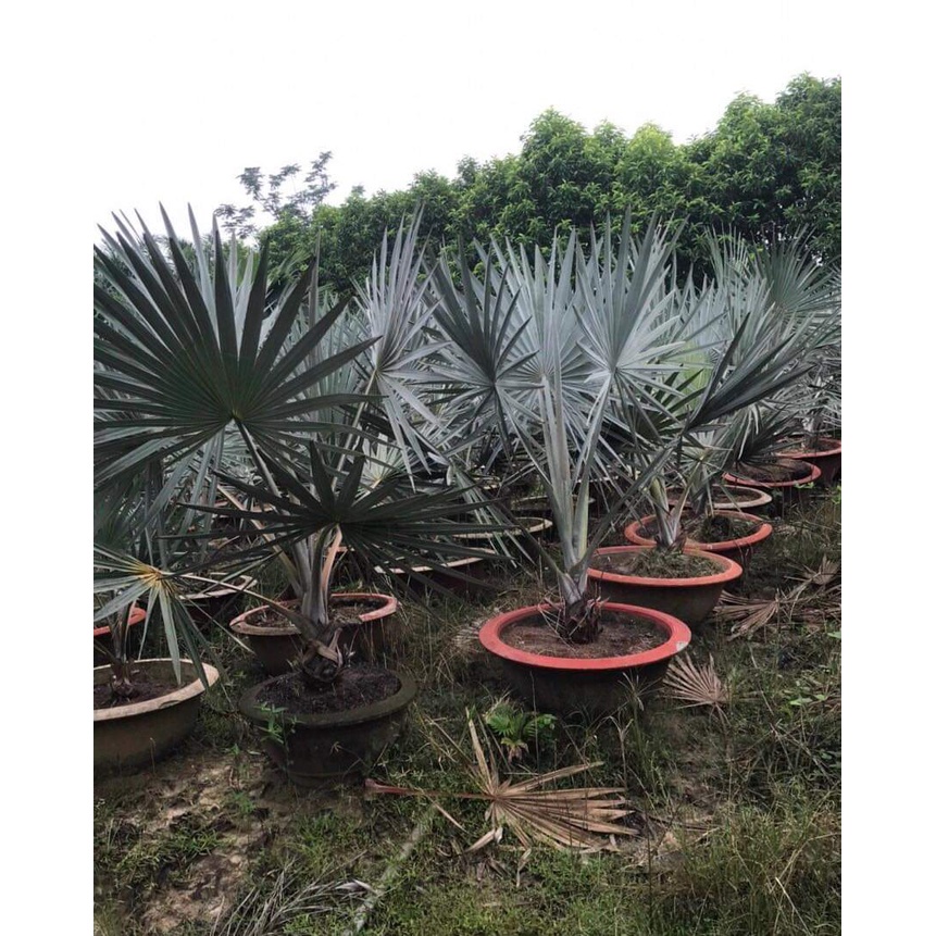 Cây kè bạc giống _cây giống cao nguyên xanh