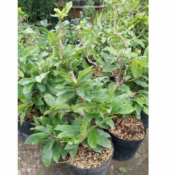 Mai giảo thủ đức