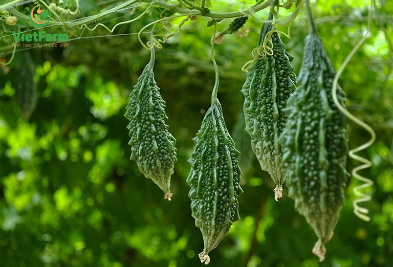 Hạt giống Khổ Qua Rừng Nảy Mầm Cao, Giàu Giá Trị Dinh Dưỡng ( Gói 10 Hạt ) - Nông Sản Vàng