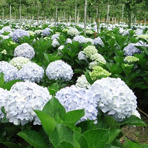 Hạt Giống Hoa Cẩm Tú Cầu. Gói 10 Hạt. Nhiều Màu - Dễ Trồng - Kèm Quà Tặng