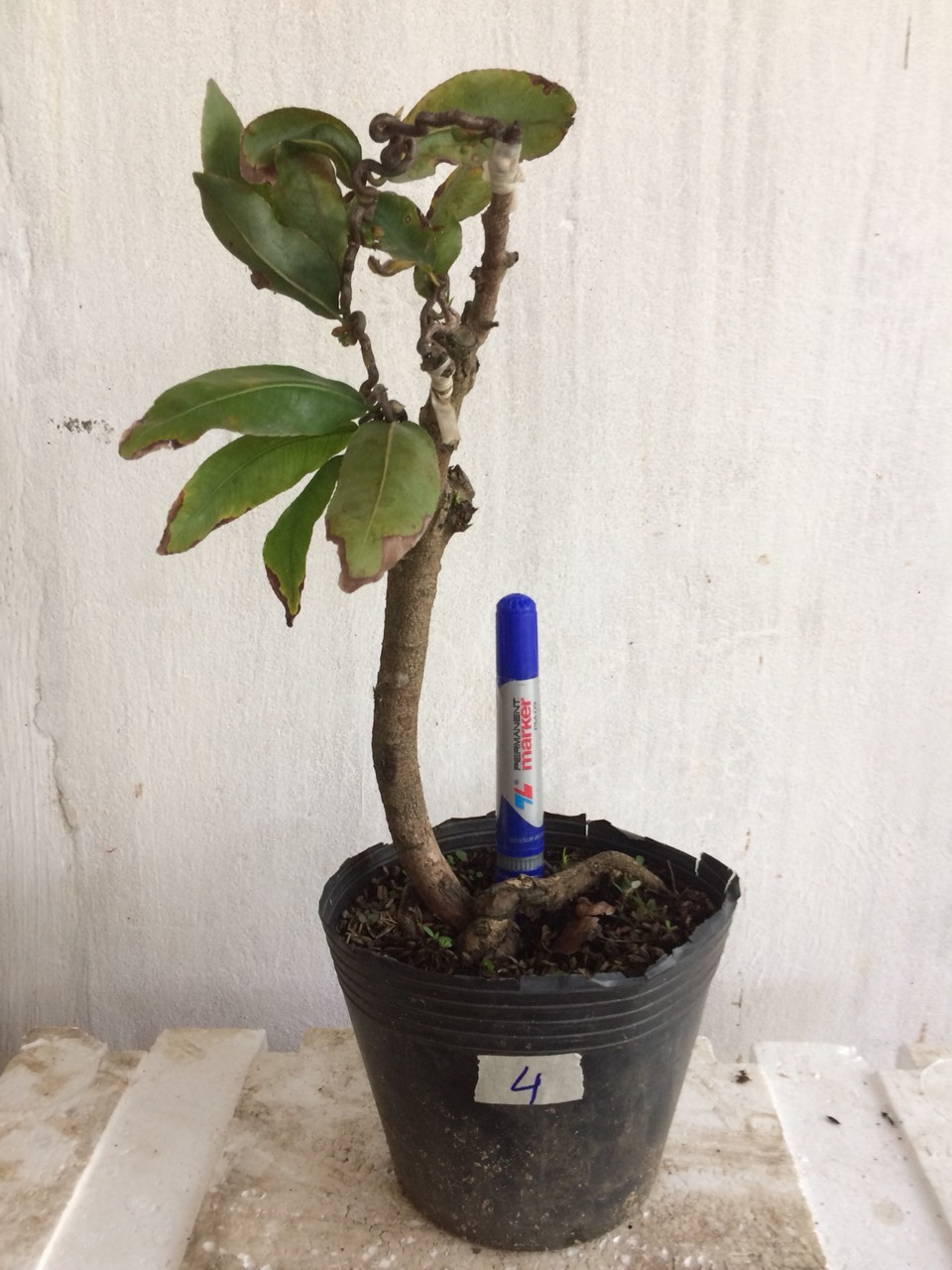 Mai Giảo tự xoắn