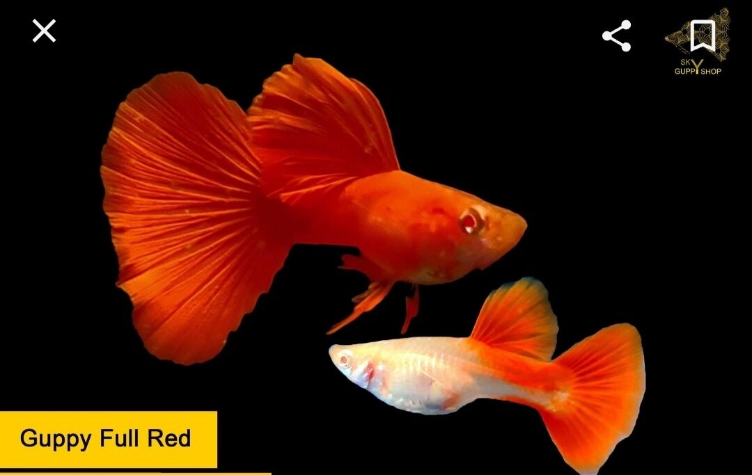 full red bds guppy siêu đỏ - trang trí hồ
