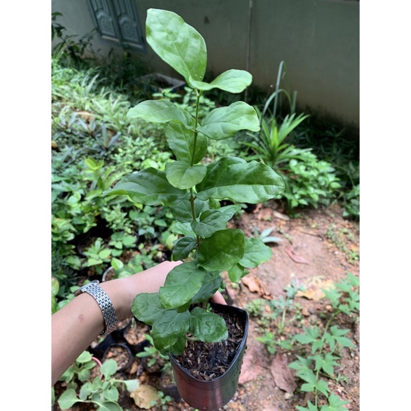 Cây giống hoa nhài kép (nhài ta) hoa thơm phức