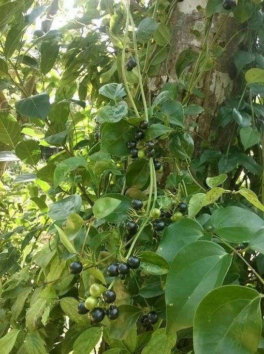 CHẬU CÂY GIỐNG CÂY CHÈ VẰNG LÁ SẺ