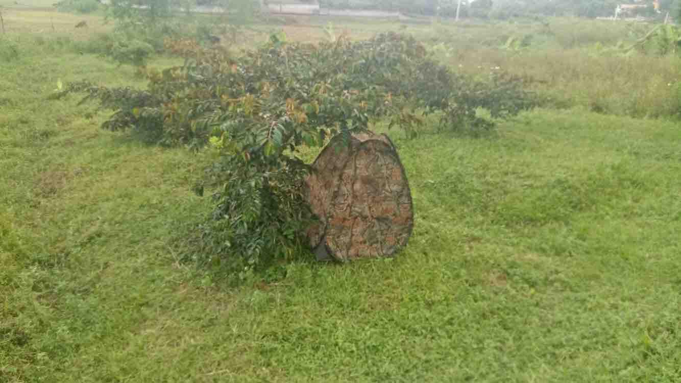 Lều Núp Đi Bẫy