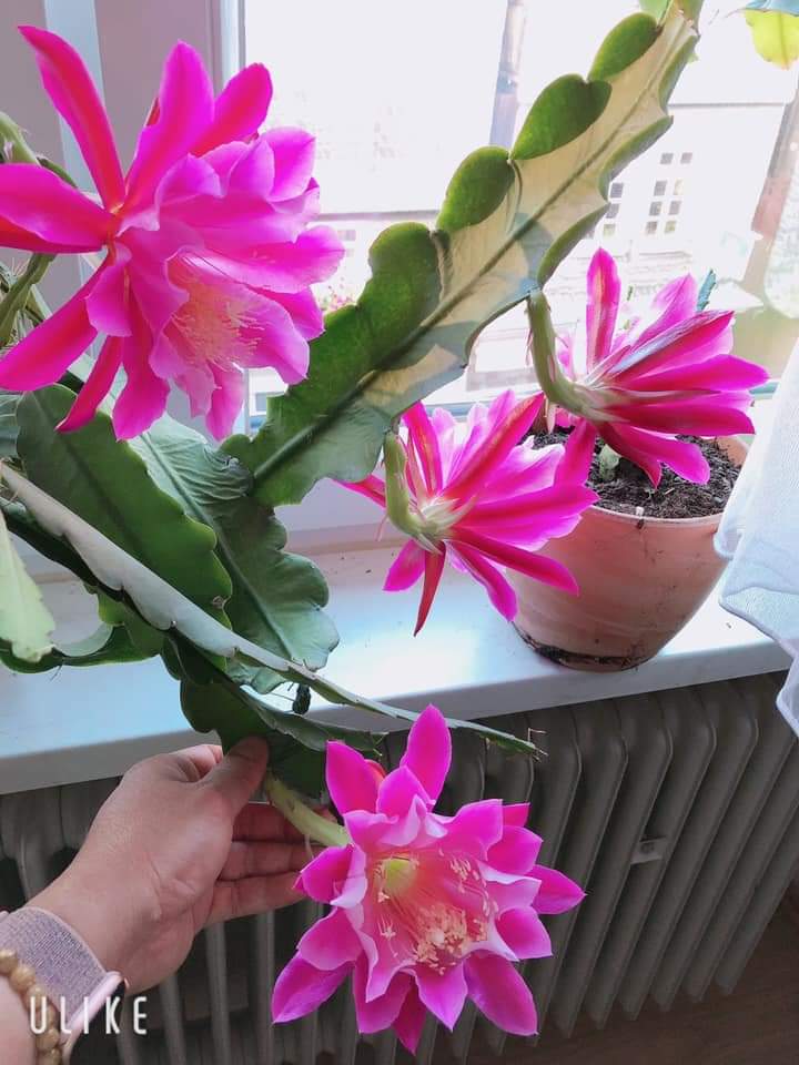 combo 2 chậu nhật quỳnh TÍM - TRẮNG