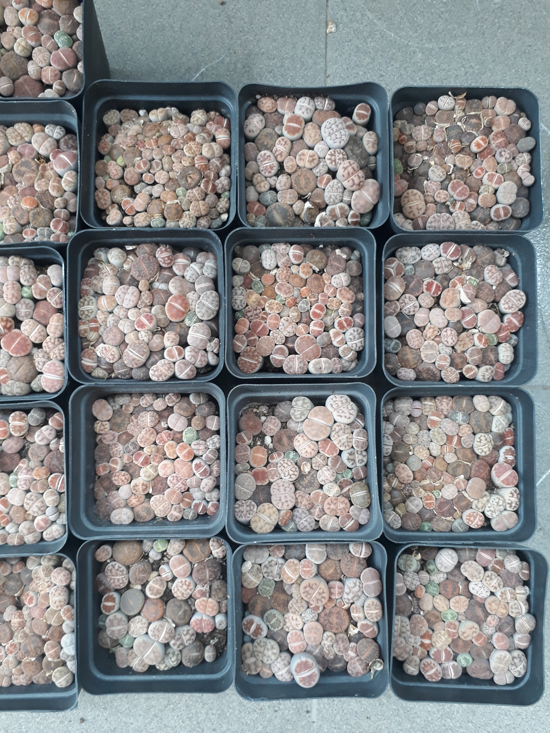 Sen Mông Baby Mix Nhiều Màu Chậu 7cm (Sen Mông/Lithops/Thạch Lan)