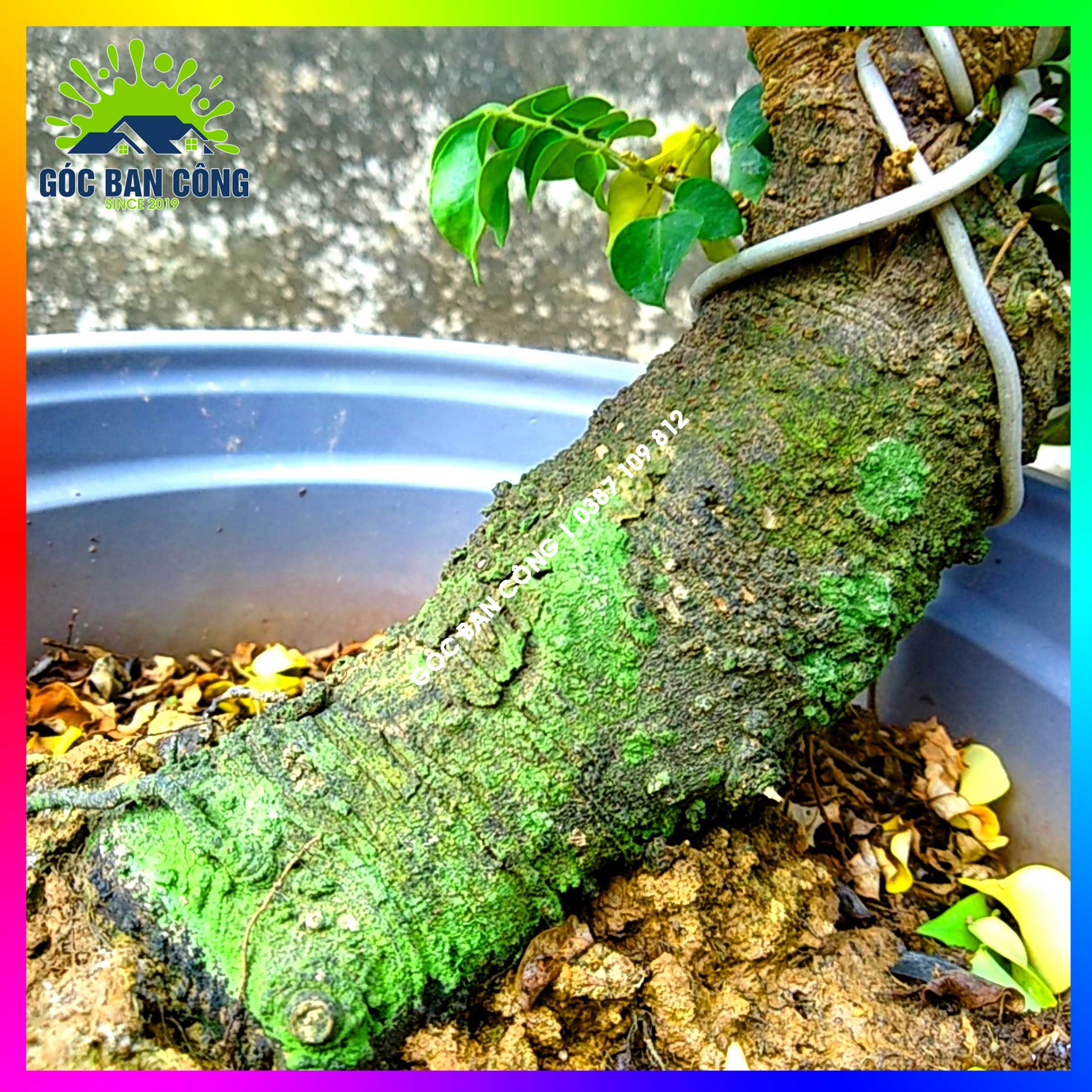 Cây Khế Bonsai Mini Gốc Quái - KBS06