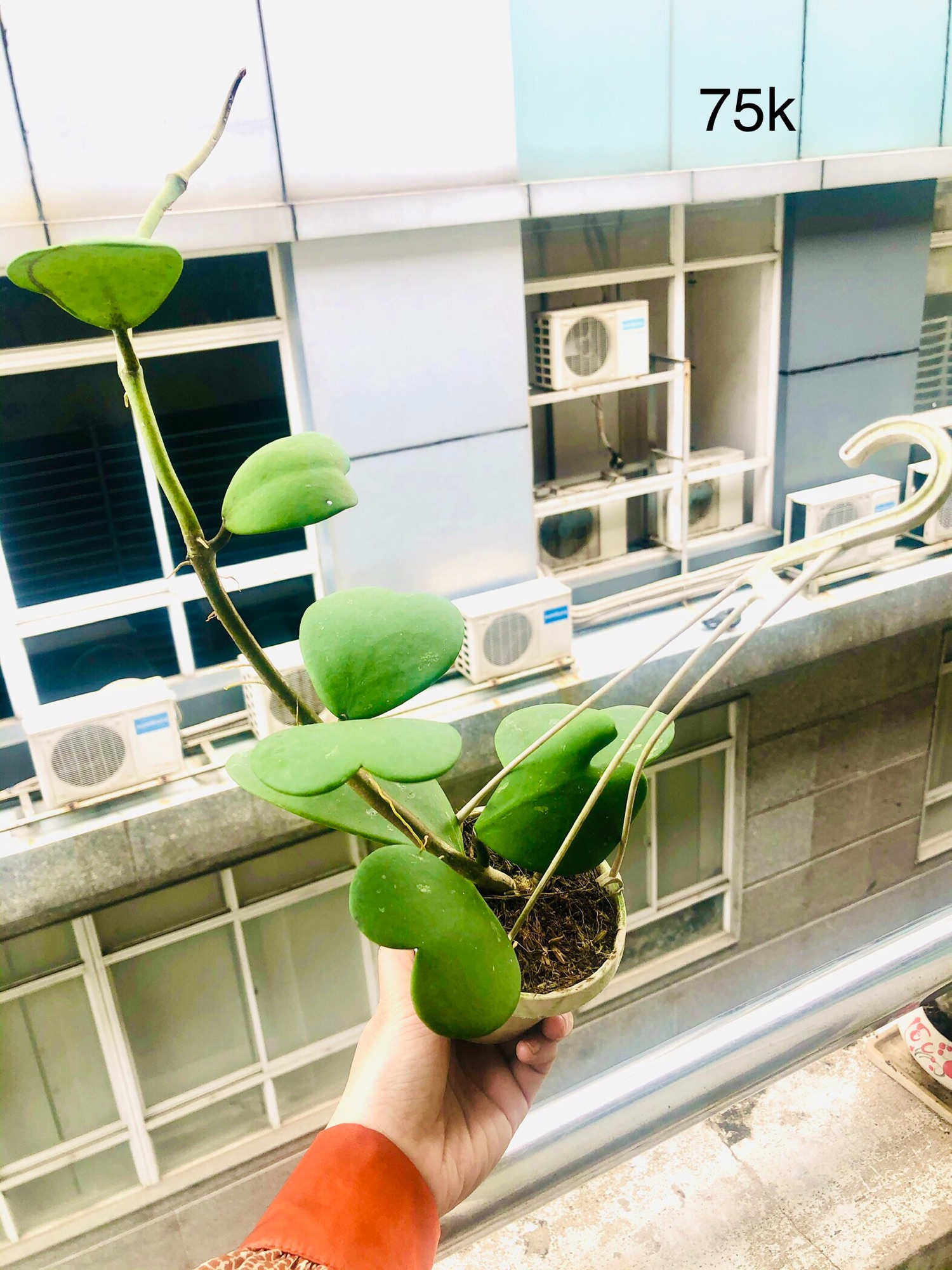 Chậu lan cẩm cù trái tim