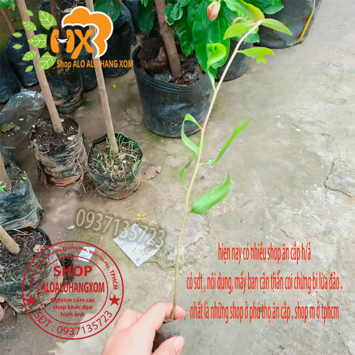 [HCM]Combo 50 cây tràm úc -cây giống
