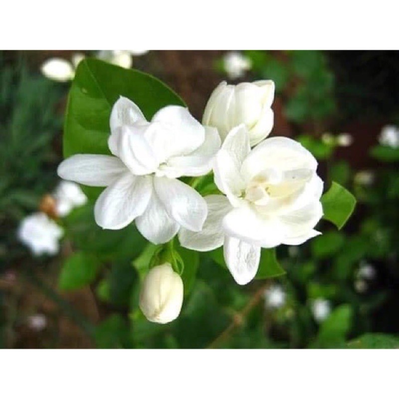 Cây giống hoa nhài ta cổ ướp trà - bầu giống