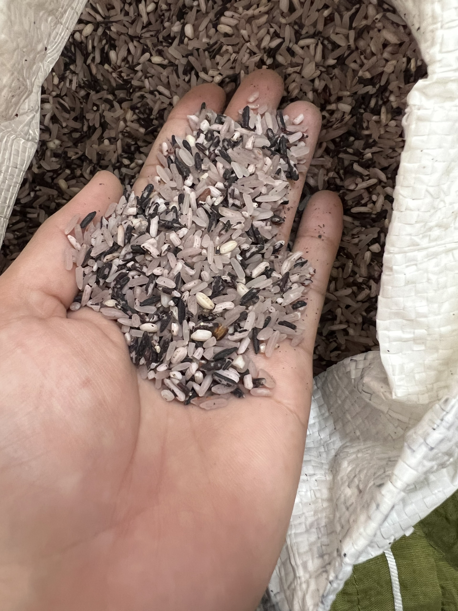 Gạo nương tím Tây Bắc