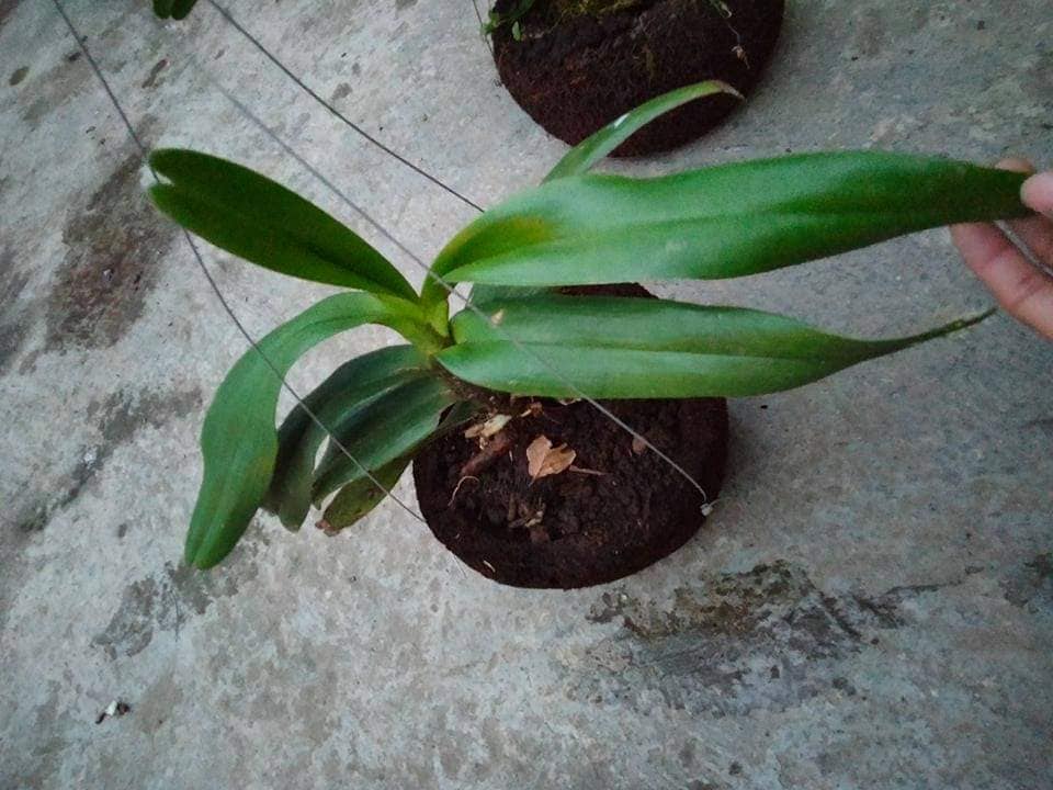 Combo 5 cây lan giáng hương đuôi chồn tím