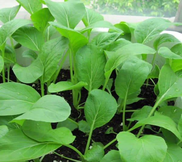 20 Gram Bịch Hạt Giống Cải Ngọt Rạng Đông