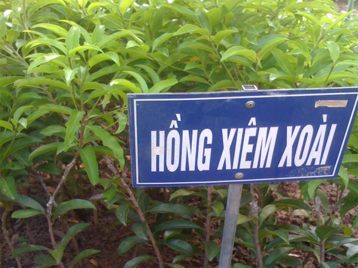 CÂY GIỐNG HỒNG XIÊM XOÀI