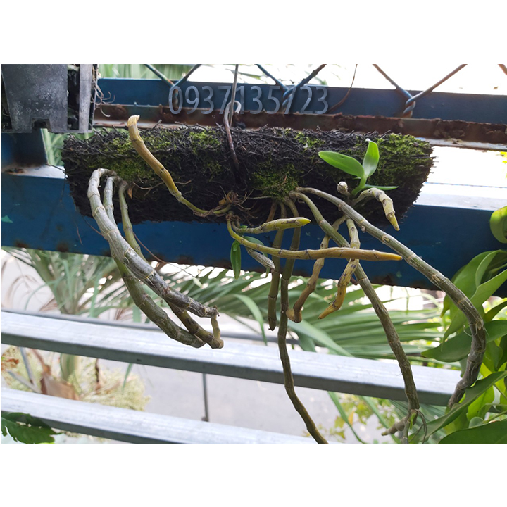 [HCM]CÂY LAN LONG TU TRỒNG TRÊN BẢNG DỚN