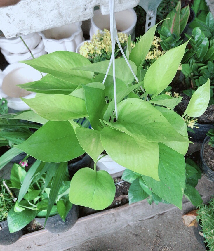 Chậu Trầu Bà Thái Vàng