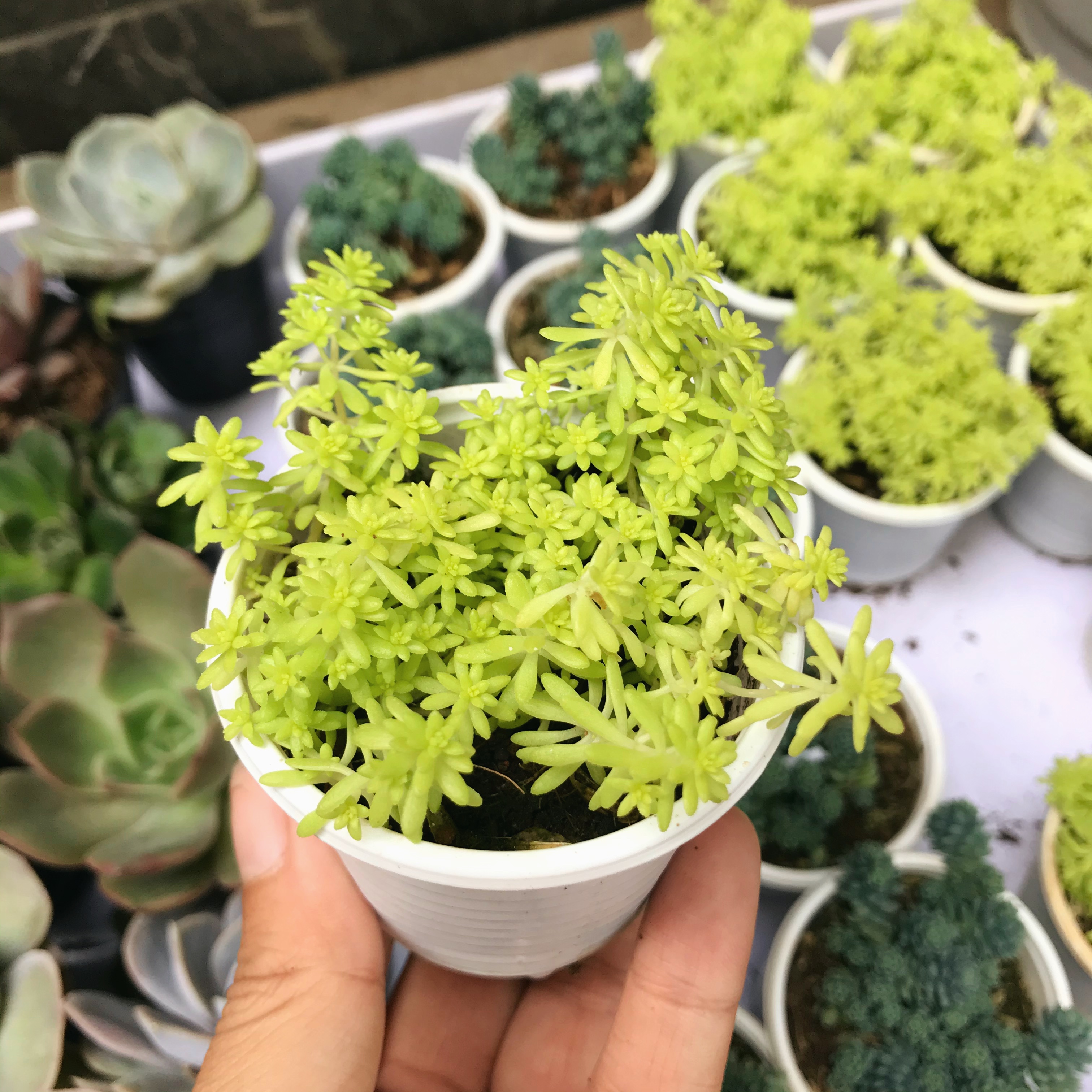 Sen đá sedum vàng/dạ quang