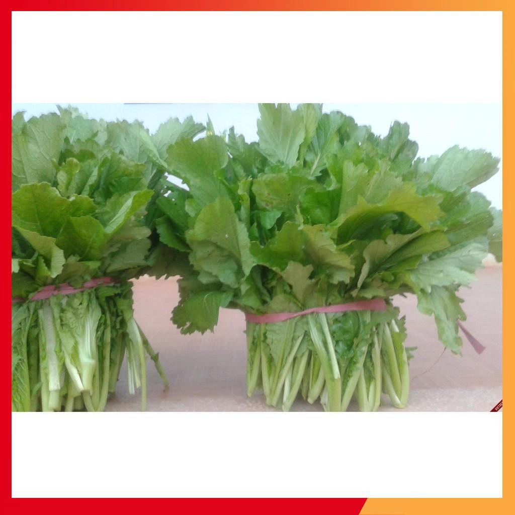 Hạt giống rau cải mèo 20gr/gói