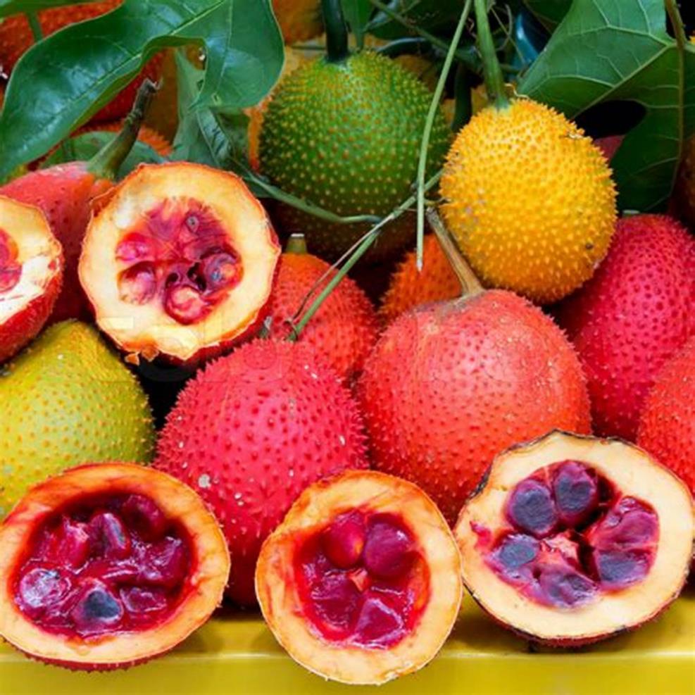 Hạt giống cây gấc đỏ siêu trái-gói 10 hạt(tặng kèm phân bón)
