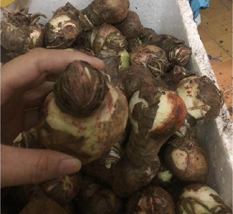 Bộ 2 củ giống hoa lan huệ - ( 1 củ hoa hồng đào + 1 củ hoa đỏ nhung )