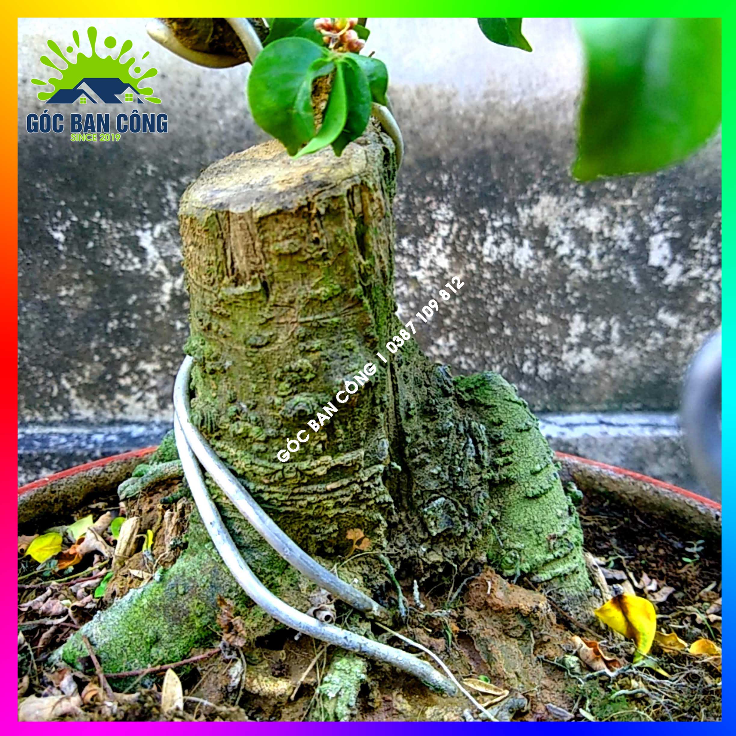 Cây Khế Bonsai Mini Gốc Quái - KBS18