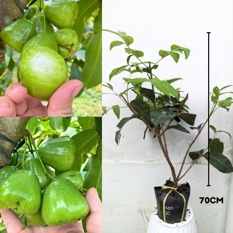 Cây Mận Xanh Đường Gò Công