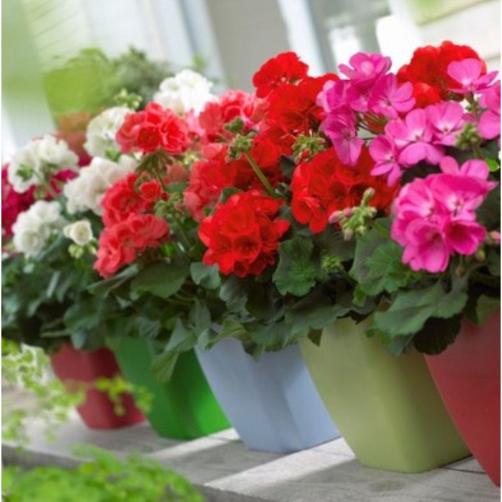 100 Hạt Giống Hoa Phong Lữ Mix Màu