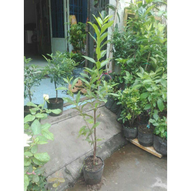 Cây Vối nếp cây cao cam kết giống chuẩn có bảo hành
