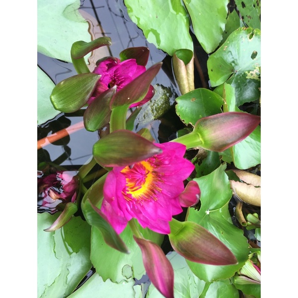 hai cây giống hoa súng đài hồng