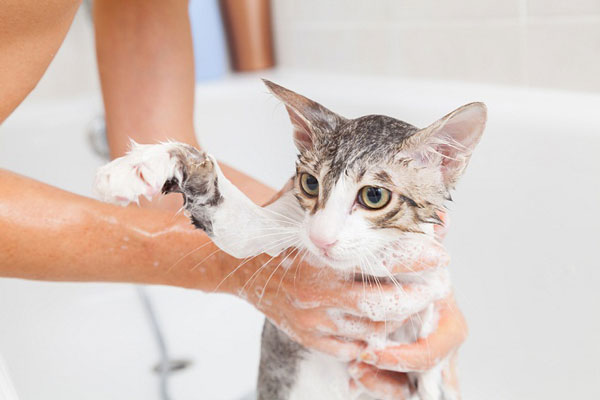 Sữa Tắm Modern Pet Gel Plus 500ml