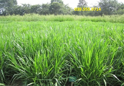 Hạt Cỏ Chăn Nuôi Chịu Ngập Upon Paspalum 200gam