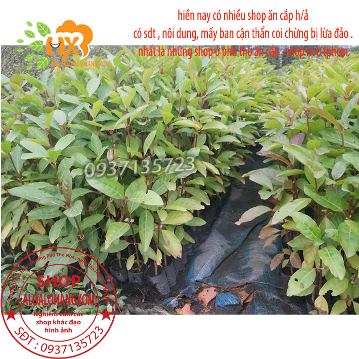 [HCM]COMBO 5 CÂY GÁO  VÀNG -CÂY GIỐNG