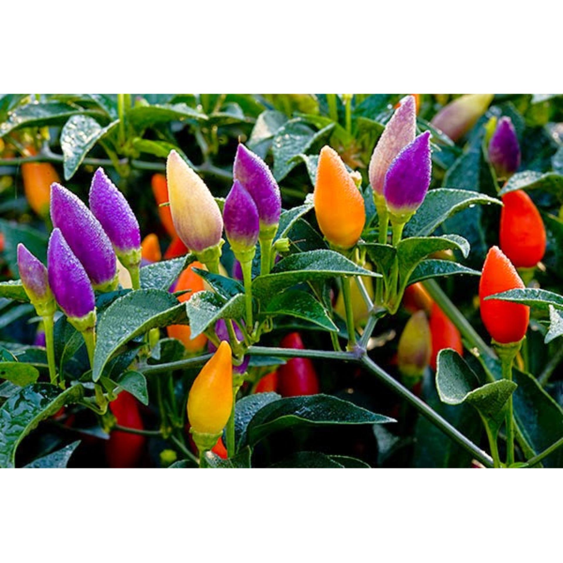 Hạt Giống Ớt Ngũ Sắc 30 Hạt