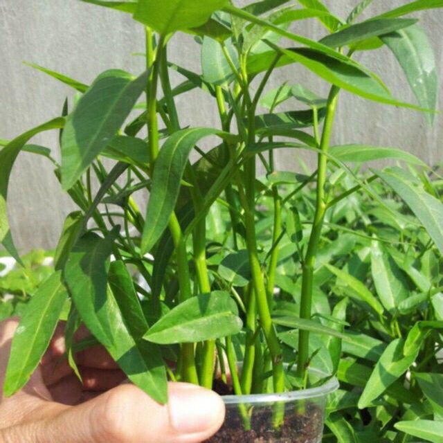 hạt giống rau muống- gói 50gr