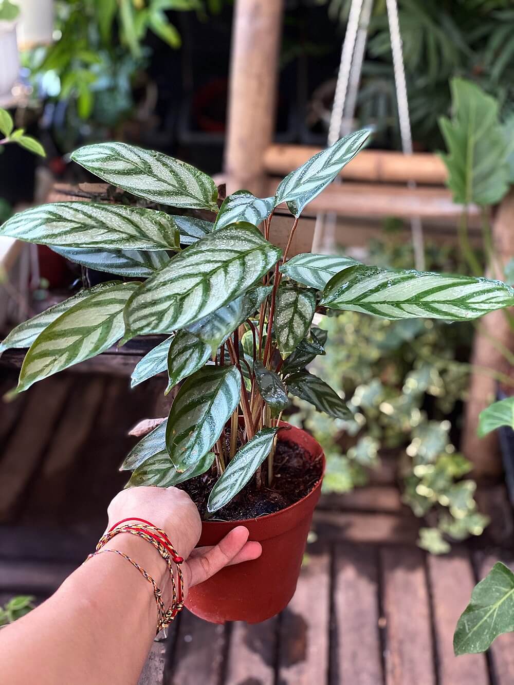 Cây Calathea setosa (Ngân Vũ Trúc Vu, Công Setosa, Đuôi Công Setosa) chậu nhựa