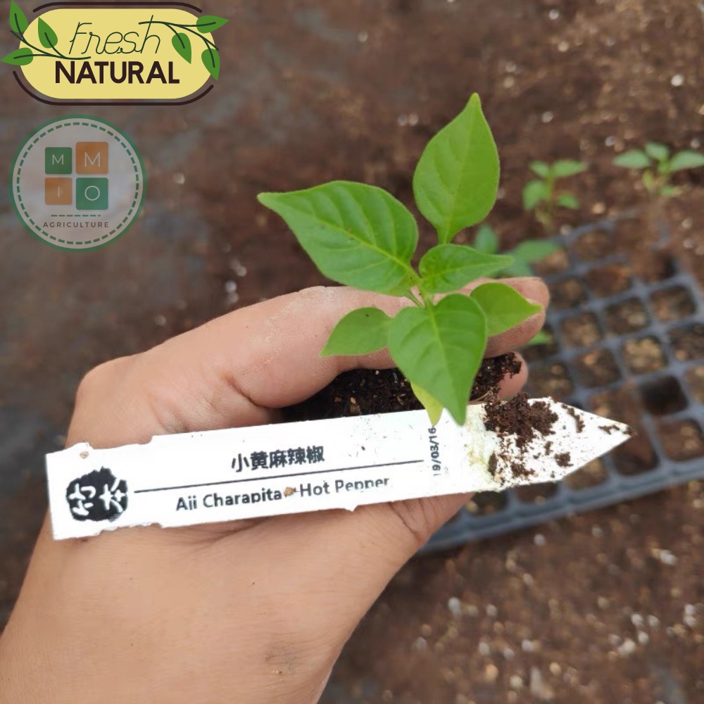 Hạt giống ớt Peru Charapita đắt nhất thế giới