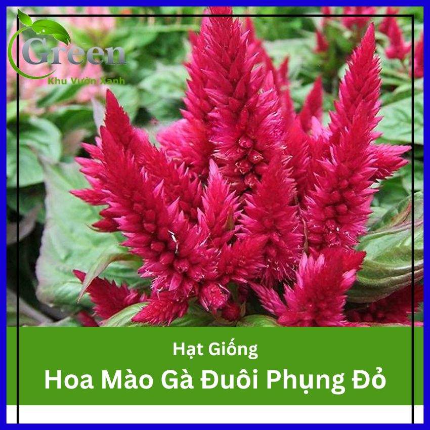 Hạt Giống Hoa Mào Gà Đuôi Phụng Đỏ