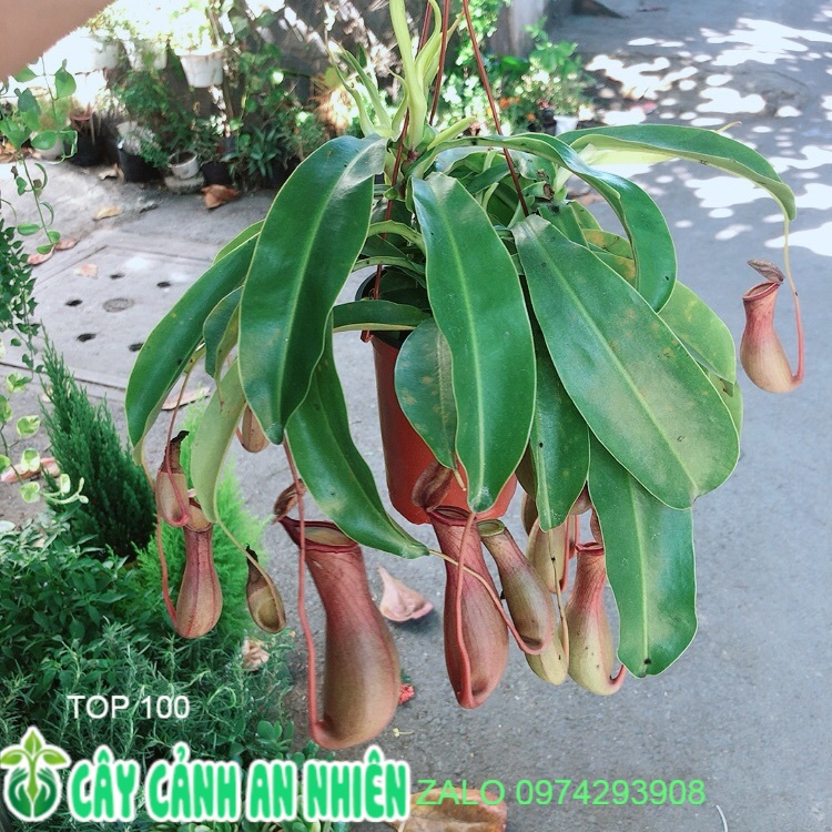 Chậu cây nắp ấm