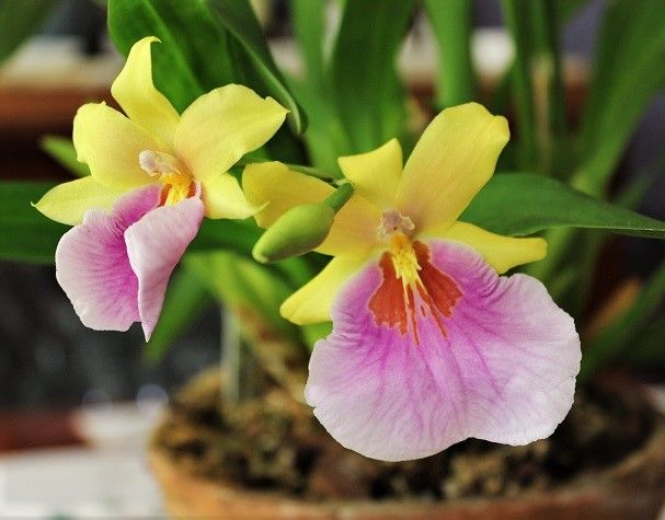 Hoa lan Vũ Nữ Miltoniaa- cây giống